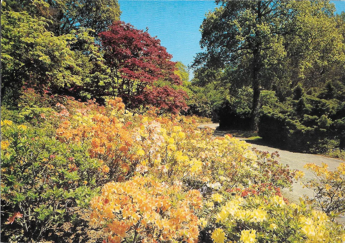 Exbury Gardens. Exbury. Southampton. Non viaggiata | Immagine principale