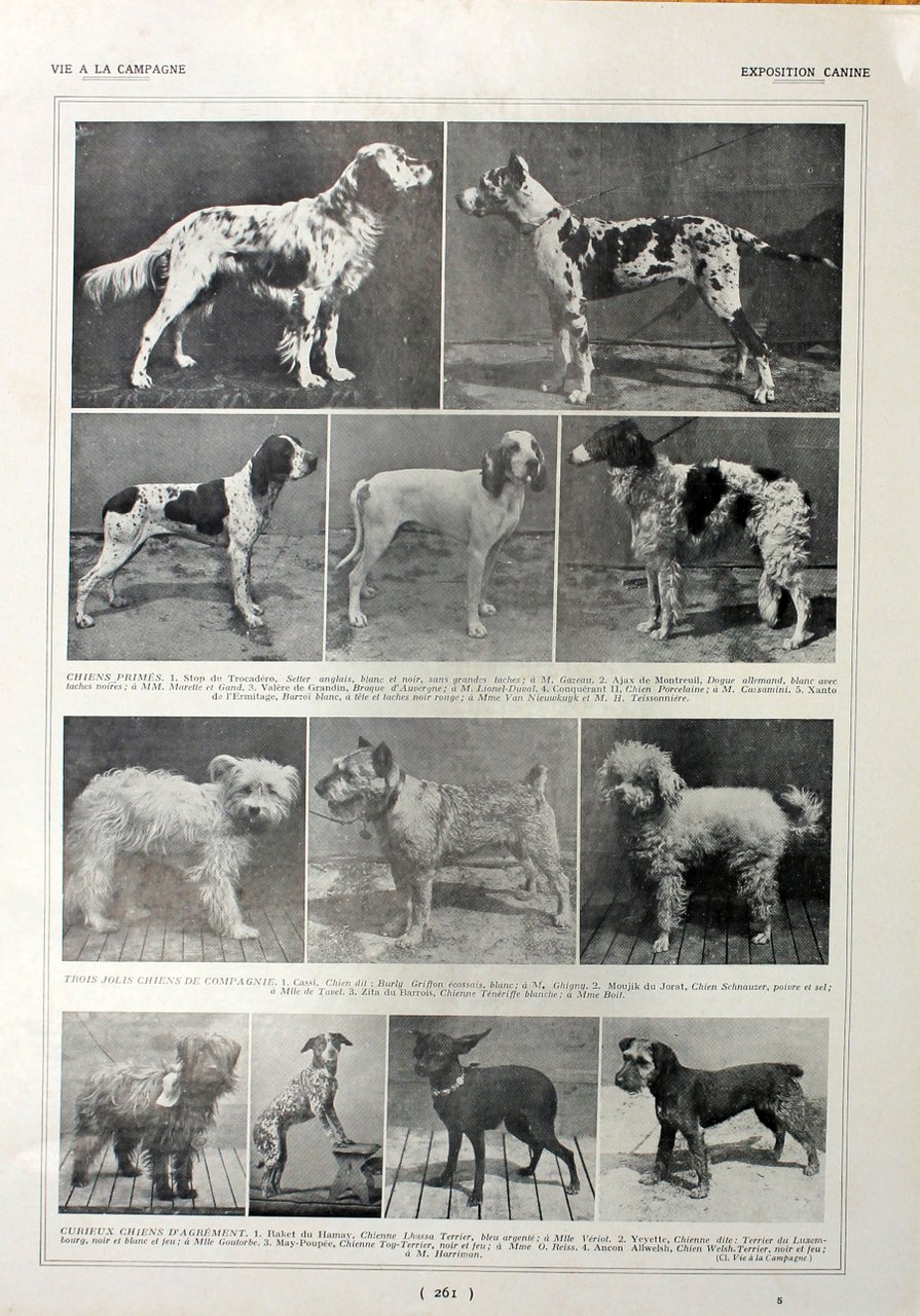 Exposition canine. Immagine 1927 | Immagine principale