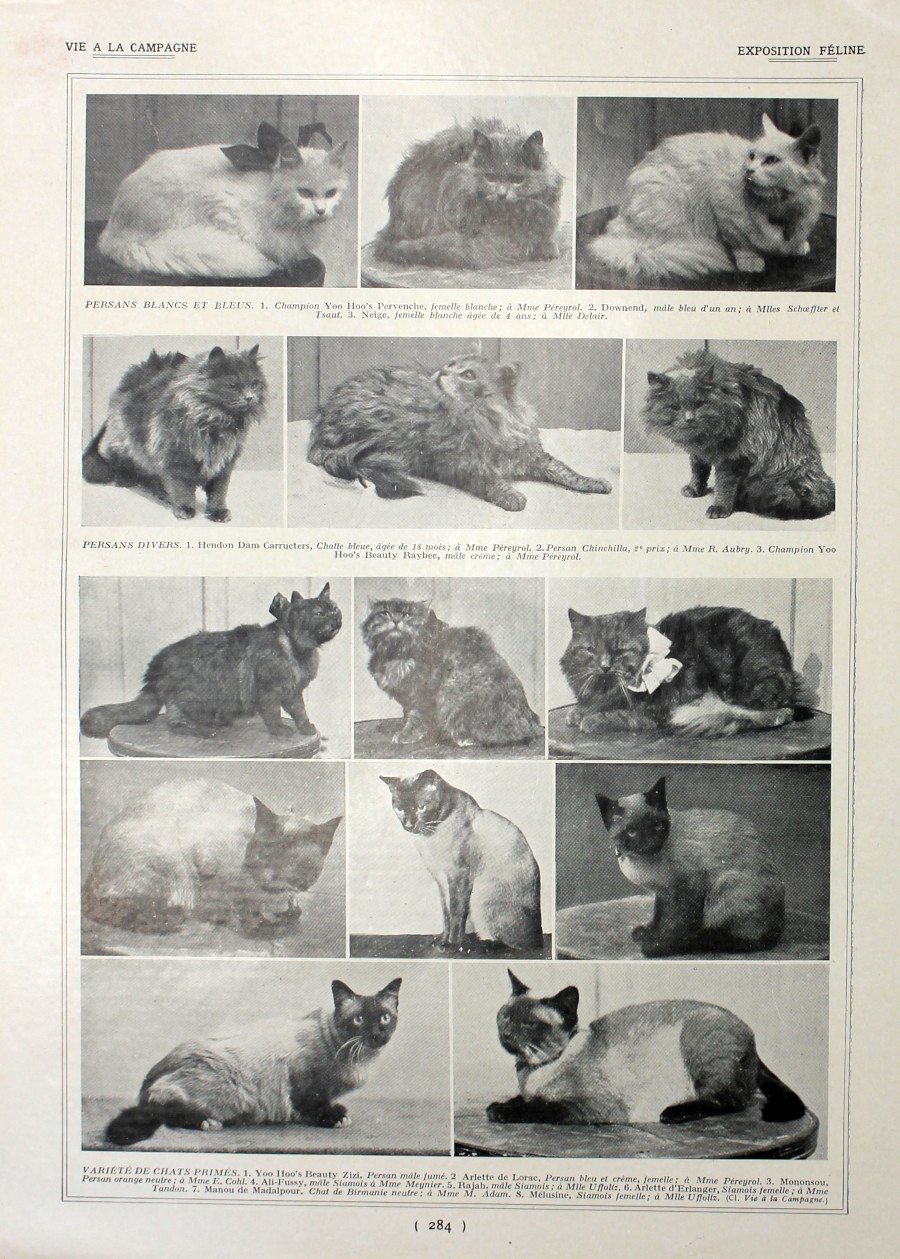 Exposition feline/Exposition de Poitiers. Fronte/retro. Immagine 1927 | Immagine principale