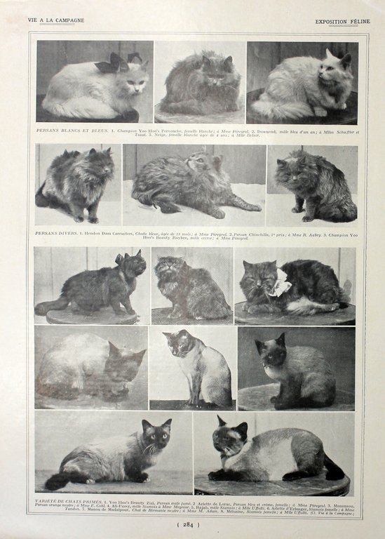 Exposition feline/Exposition de Poitiers. Fronte/retro. Immagine 1927 | Immagine Gallery 2