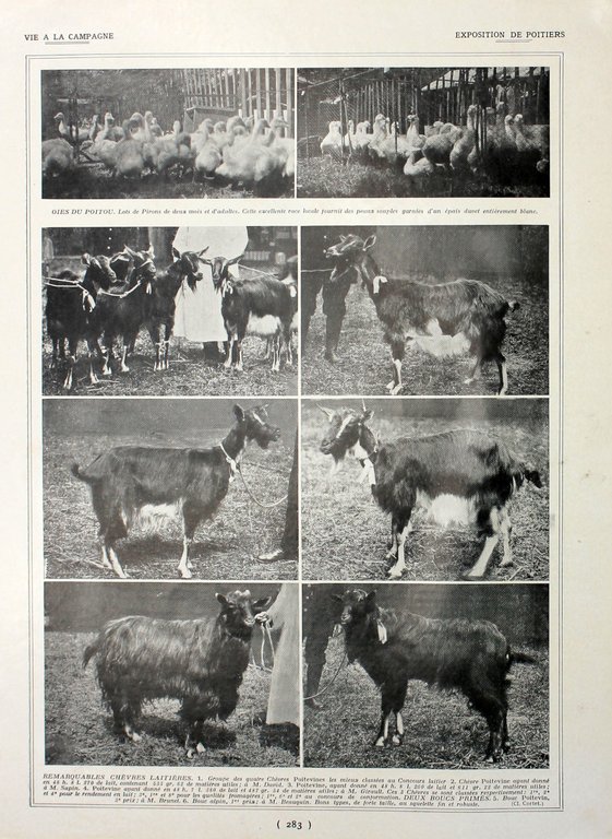 Exposition feline/Exposition de Poitiers. Fronte/retro. Immagine 1927 | Immagine Gallery 4