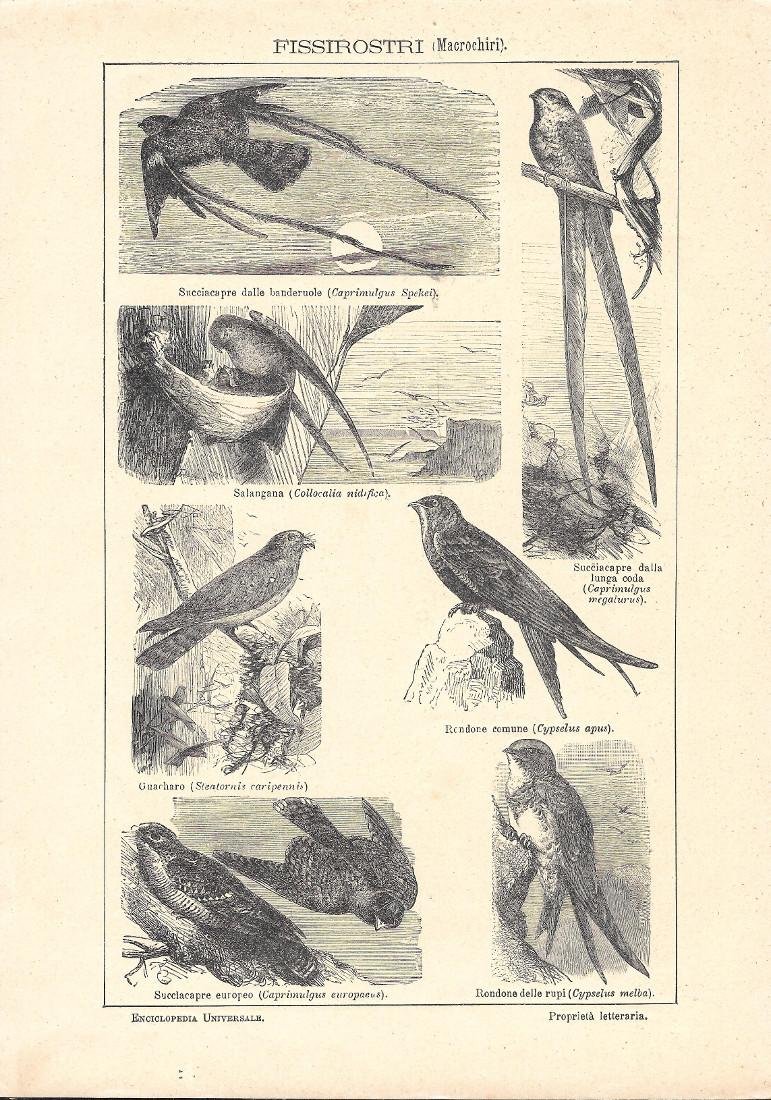 Fissirostri (Macrochiri). Lexicon Vallardi 1900 ca. | Immagine principale