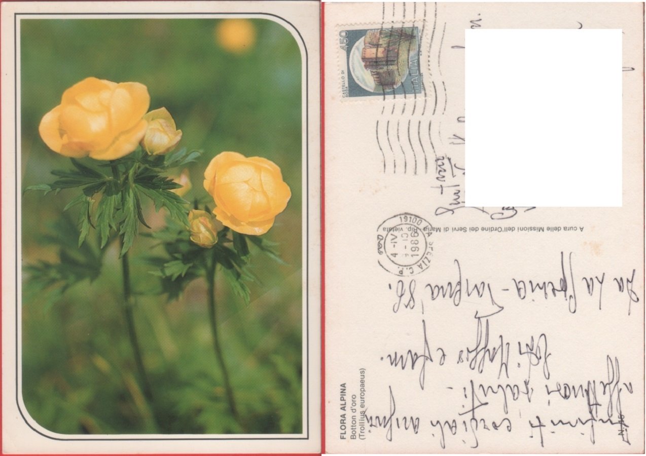 Flora alpina. Botton d'oro (Trollius europaeus). Viaggiata 1986 | Immagine principale