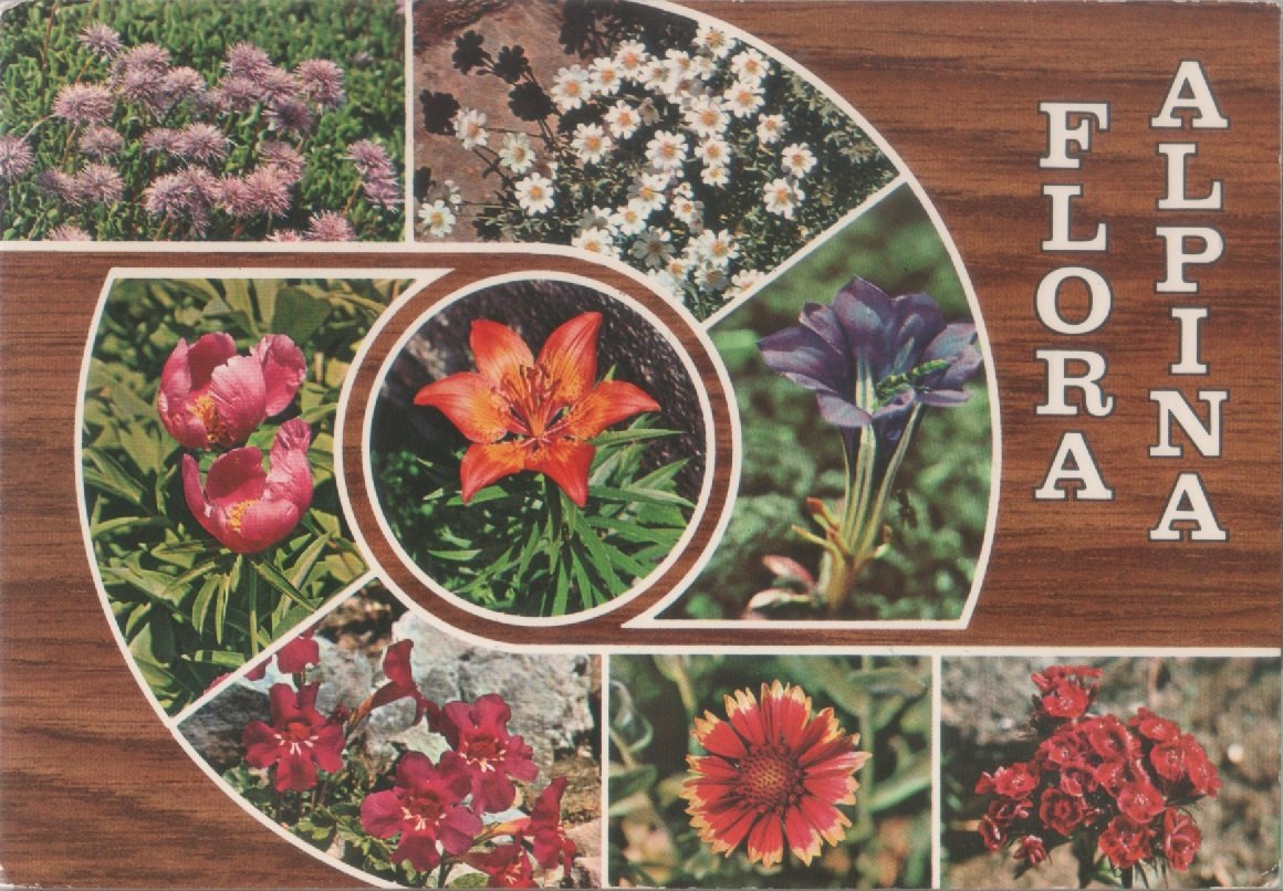 Flora alpina. Viaggiata 1976 | Immagine principale