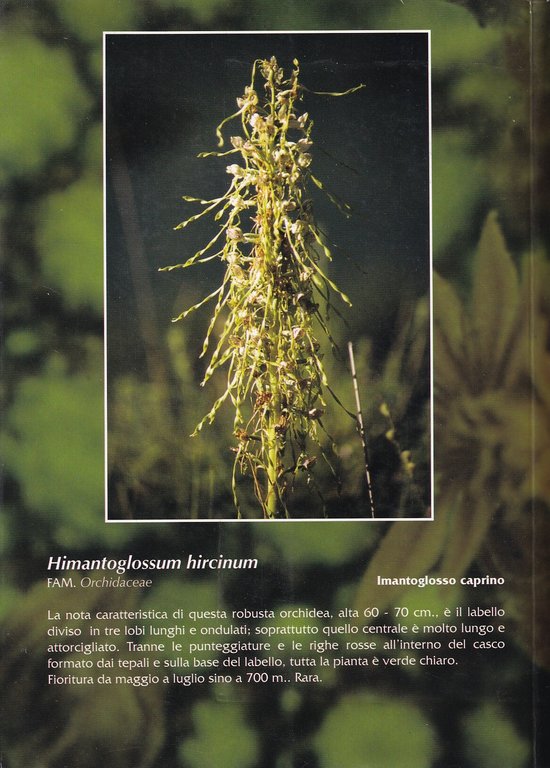 Flora spontanea nella provincia di Imperia dal litorale alla zona … | Immagine Gallery 2