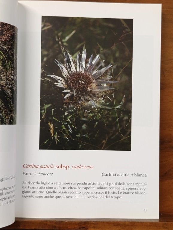 Flora spontanea nella provincia di Imperia dal litorale alla zona … | Immagine Gallery 6