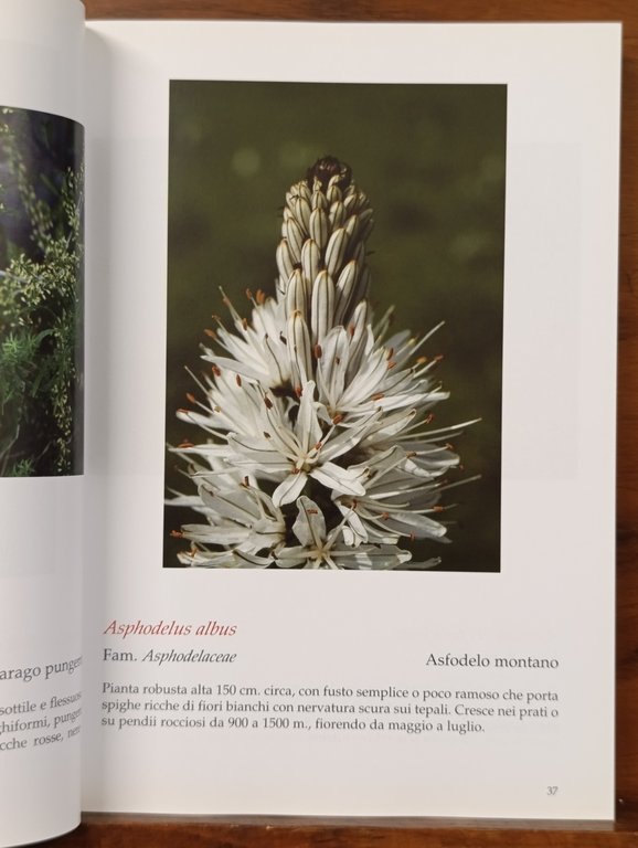 Flora spontanea nella provincia di Imperia dal litorale alla zona … | Immagine Gallery 8