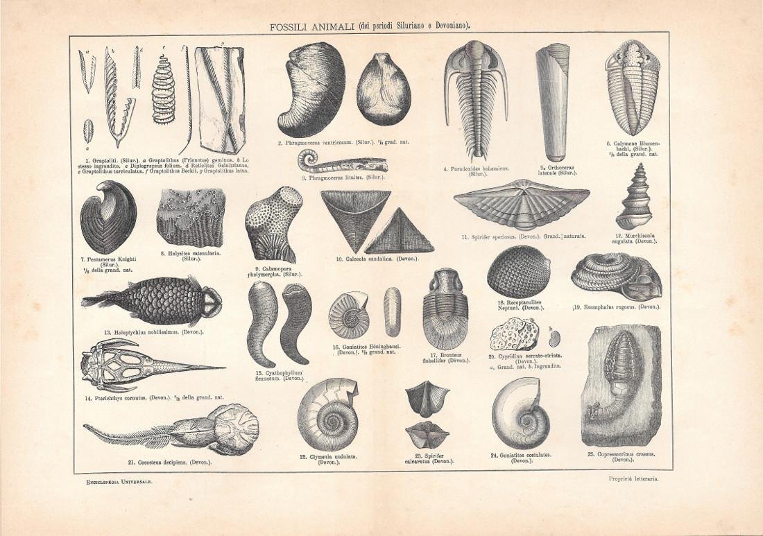 Fossili animali (dei periodi Siluriano e Devoniano). Lexicon Vallardi 1900 … | Immagine principale