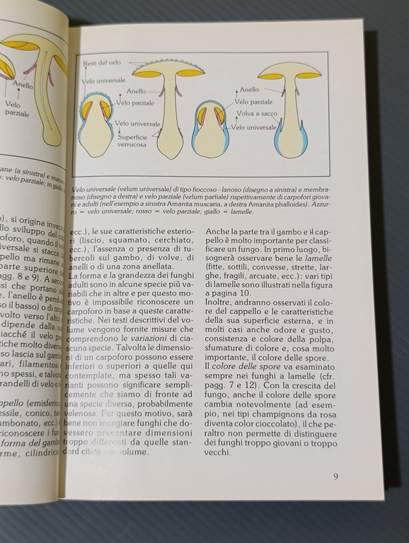 Funghi. I più importanti funghi commestibili e velenosi