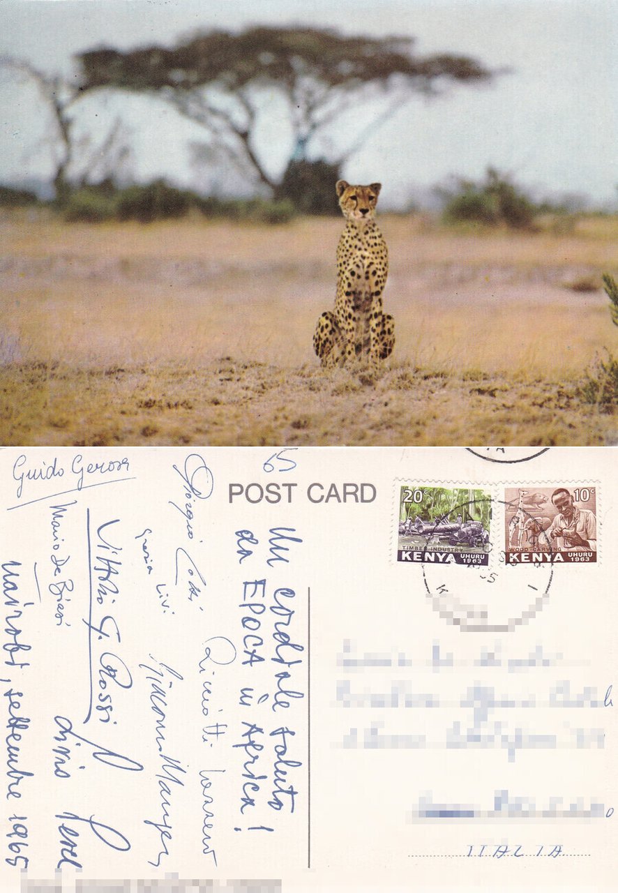 Ghepardo. Amboseli National Park. Kenia. Viaggiata | Immagine principale