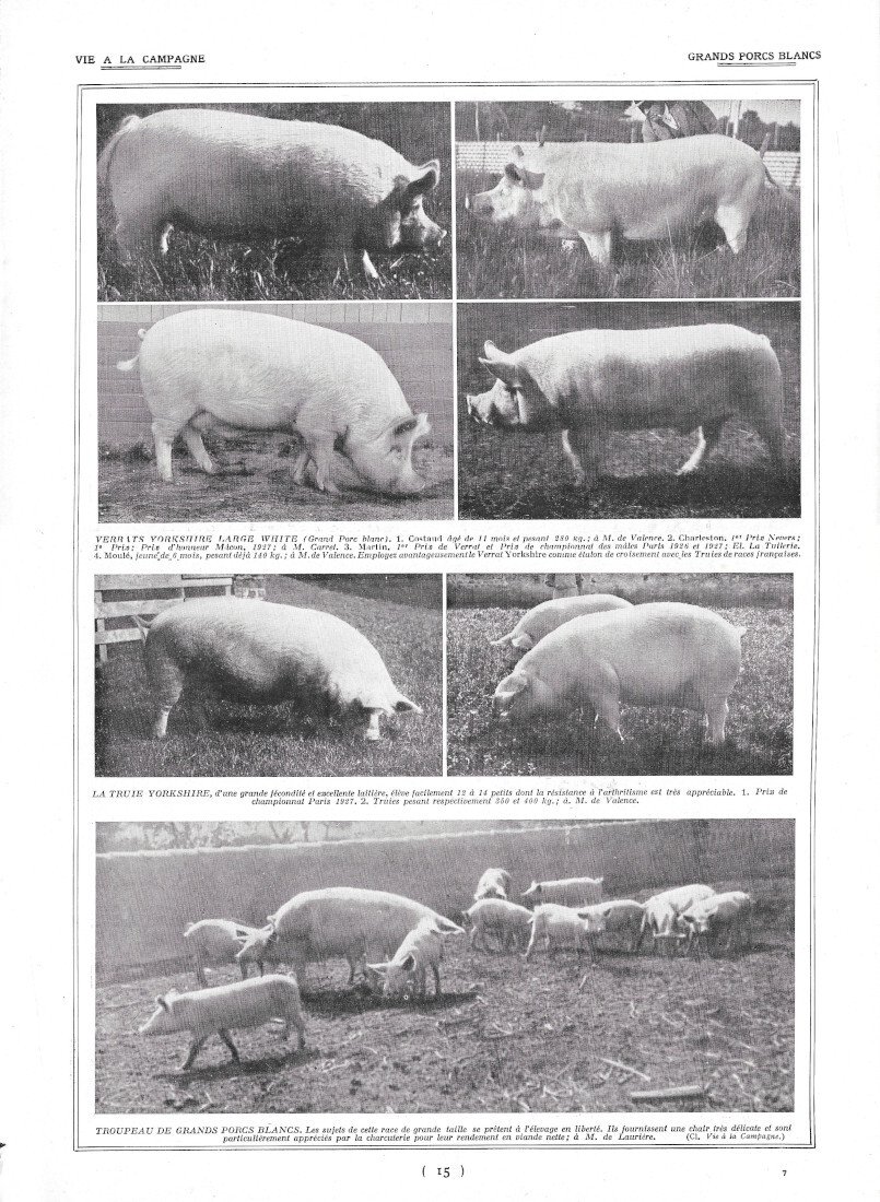 Grand Porcs Blancs / Production des poussins - Immagine 1928 | Immagine principale