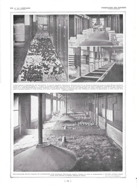 Grand Porcs Blancs / Production des poussins - Immagine 1928 | Immagine Gallery 2