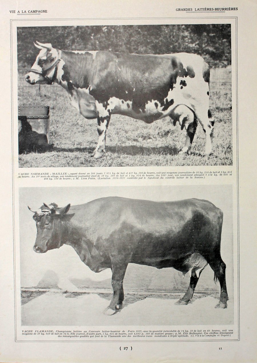 Grandes laitieres-beurrieres/Grandes beurrieres. Fronte/retro. Immagine 1927 | Immagine principale