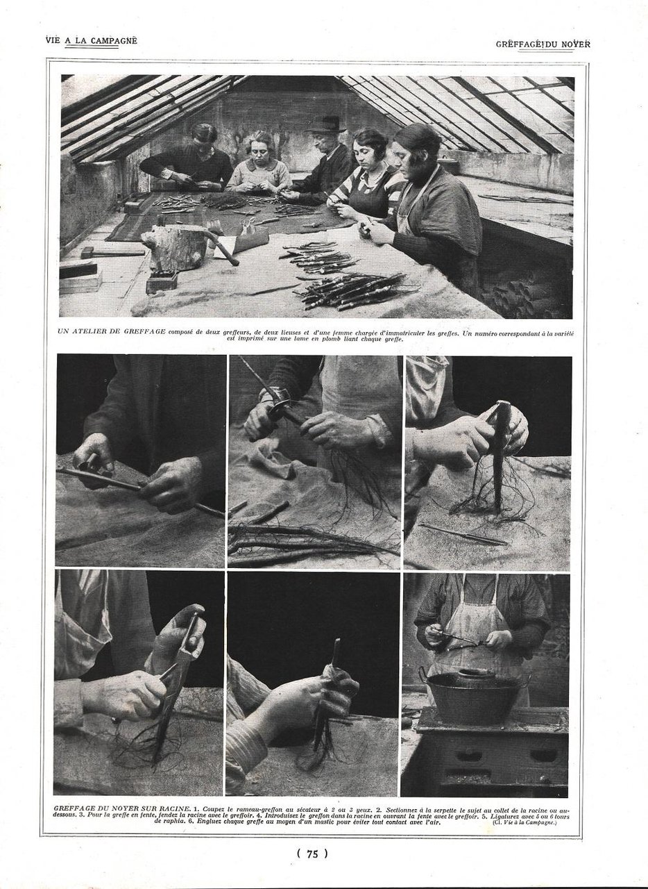 Greffage de noyer /Empotage de noyer. Stampa 1924 | Immagine principale