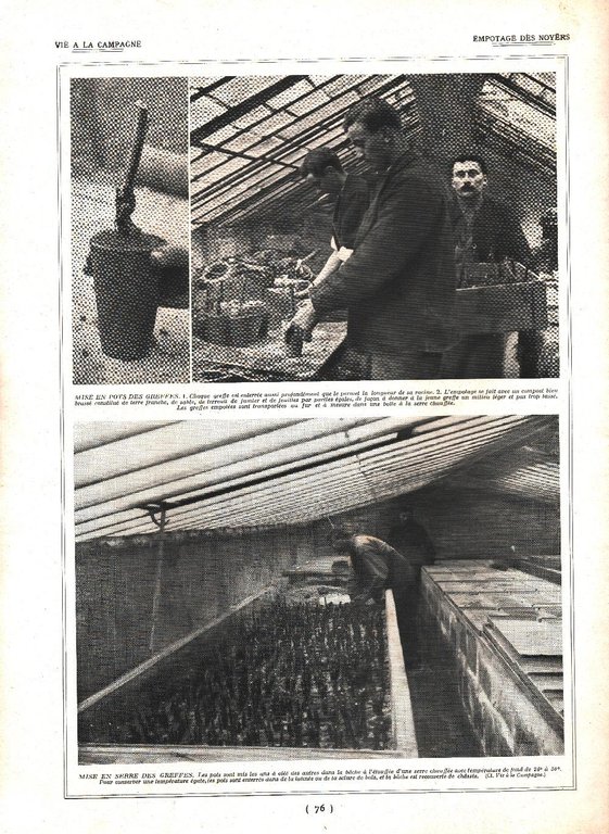 Greffage de noyer /Empotage de noyer. Stampa 1924 | Immagine Gallery 2