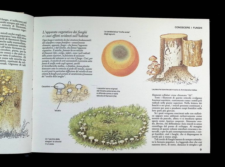Guida pratica ai funghi in Italia. Selezione dal Reader's digest