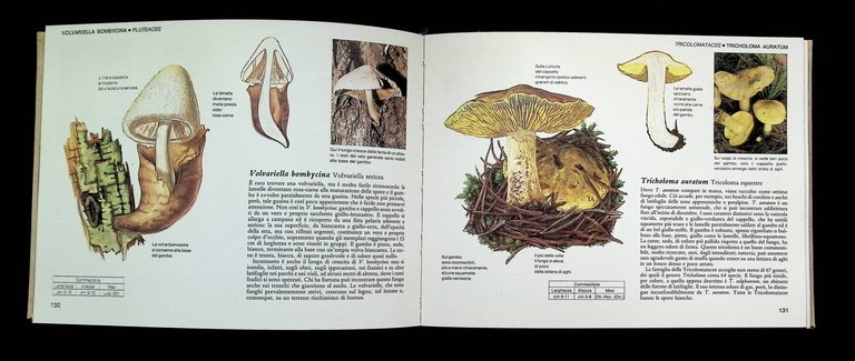 Guida pratica ai funghi in Italia. Selezione dal Reader's digest