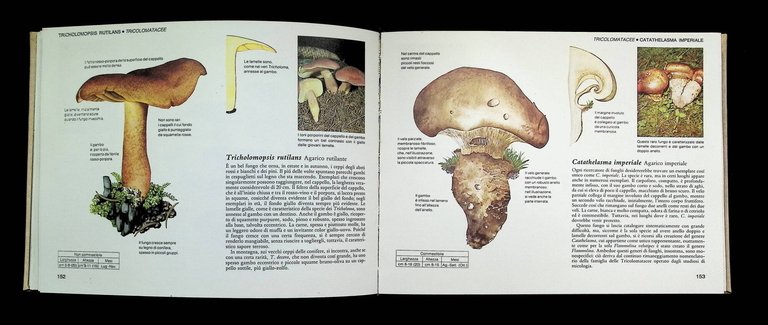 Guida pratica ai funghi in Italia. Selezione dal Reader's digest