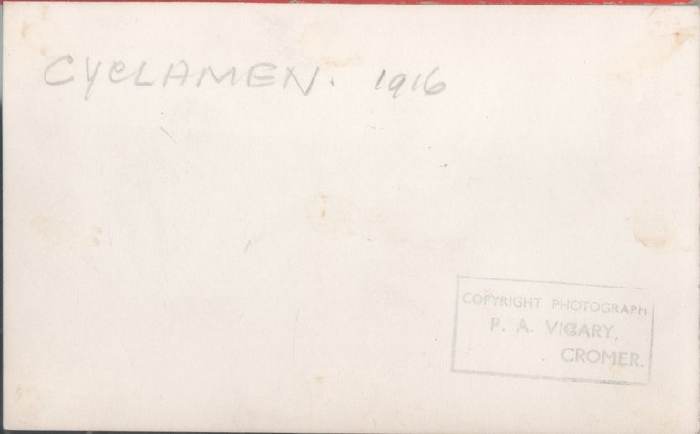 HMS Cyclamen (1916). Photo | Immagine Gallery 2