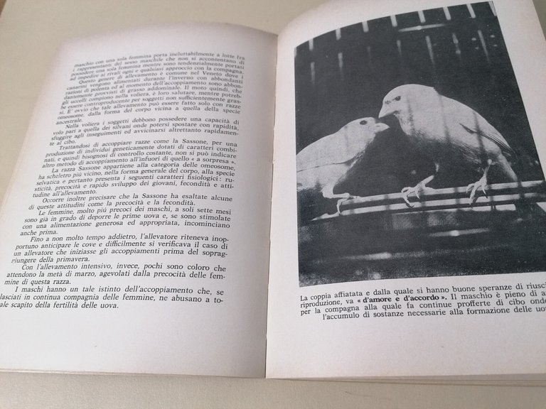 I Canarini - Giuseppe Vaccari, Libro Encia 1974 Serinus Canarius …