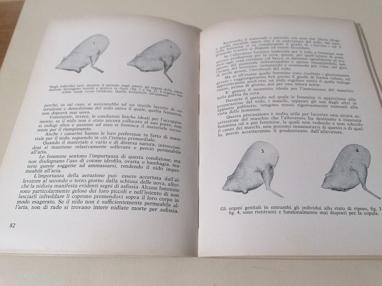 I Canarini - Giuseppe Vaccari, Libro Encia 1974 Serinus Canarius …