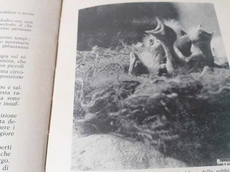 I Canarini - Giuseppe Vaccari, Libro Encia 1974 Serinus Canarius …