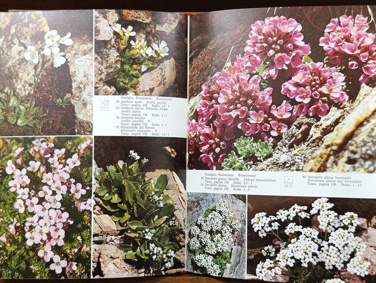 I Fiori Delle Dolomiti | Immagine Gallery 8