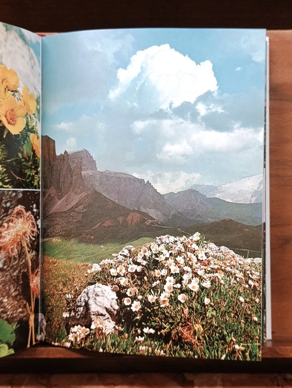 I Fiori Delle Dolomiti | Immagine Gallery 7