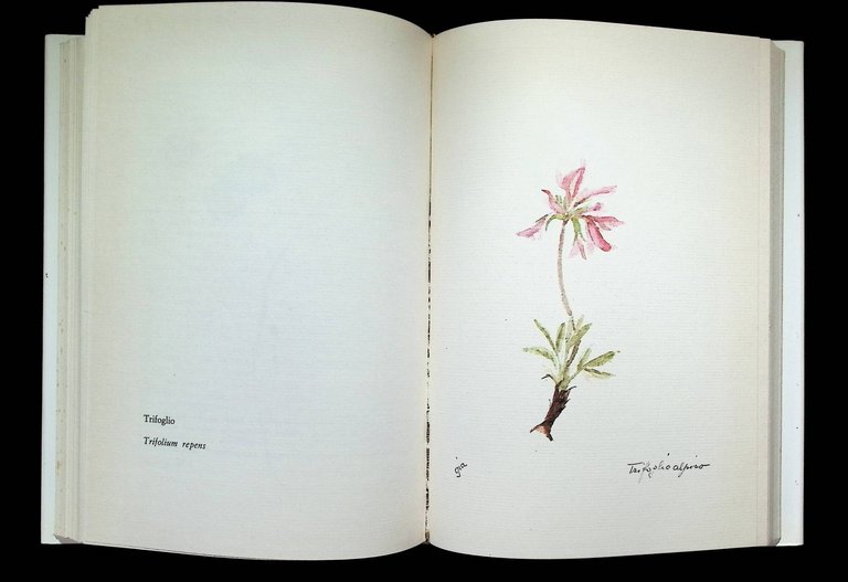 I Fiori Raccontano. Con l'Erbario di Gia e il Vocabolario … | Immagine Gallery 5