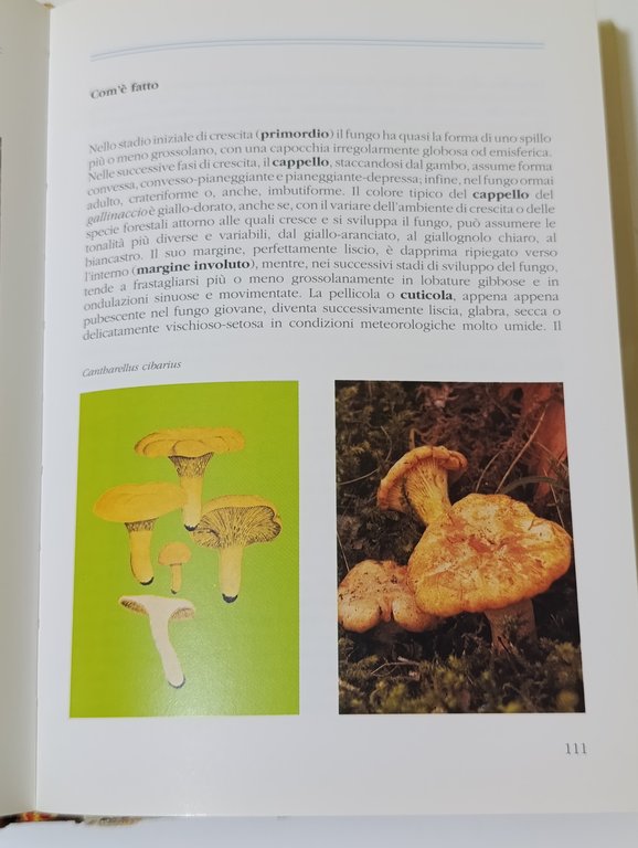 I miei funghi : come sono, dove si trovano, come …