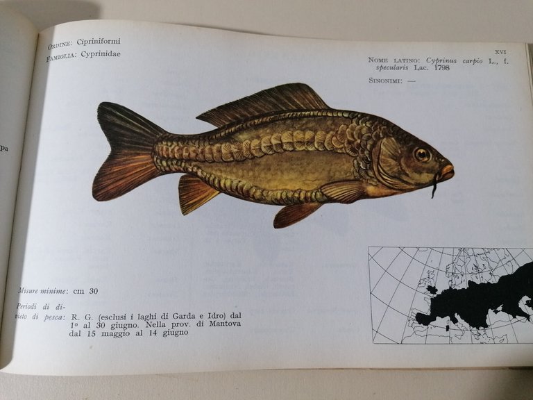 I Pesci Delle Acque Interne D'Italia Libro Giorgio Bini Disegni …