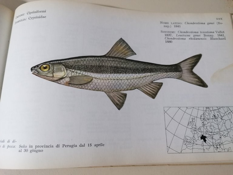 I Pesci Delle Acque Interne D'Italia Libro Giorgio Bini Disegni …