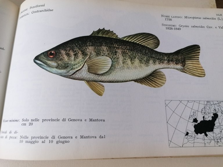 I Pesci Delle Acque Interne D'Italia Libro Giorgio Bini Disegni …