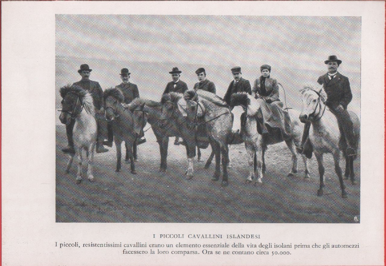 I piccoli cavalli islandesi. Immagine 1937 | Immagine principale