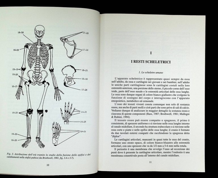 I resti umani in archeologia | Immagine Gallery 9