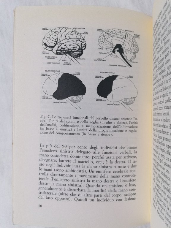 Identikit del cervello