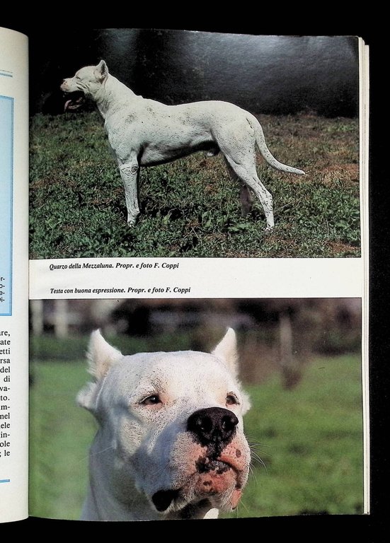 Il Dogo argentino | Immagine Gallery 6