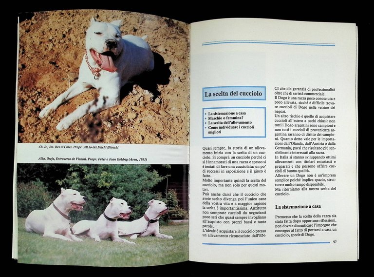 Il Dogo argentino | Immagine Gallery 7