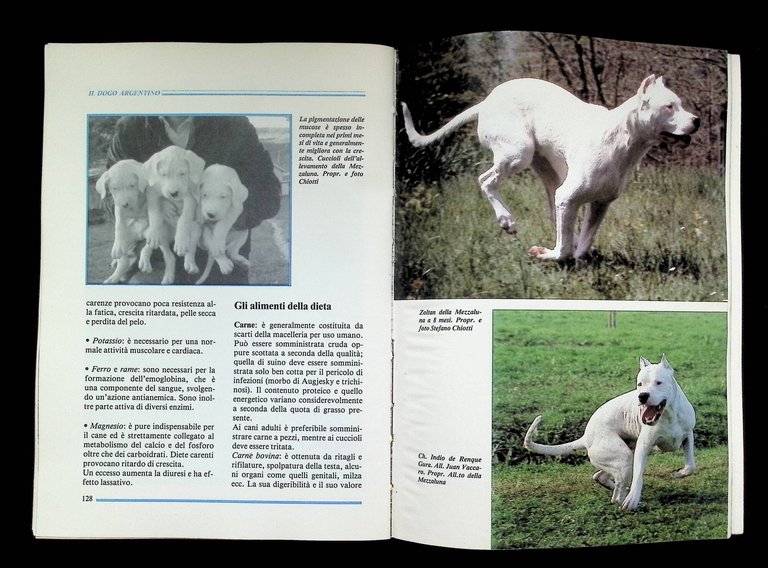 Il Dogo argentino | Immagine Gallery 8