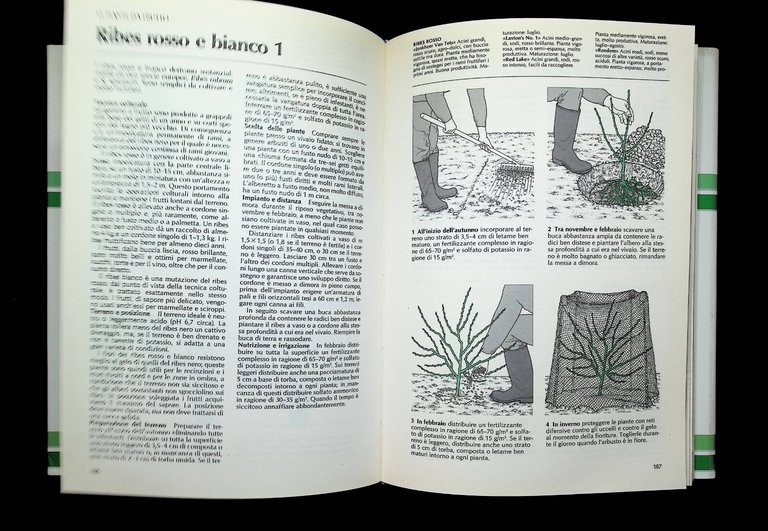 Il Manuale Di Giardinaggio Libro Brickell Zanichelli Mondolibri 2001