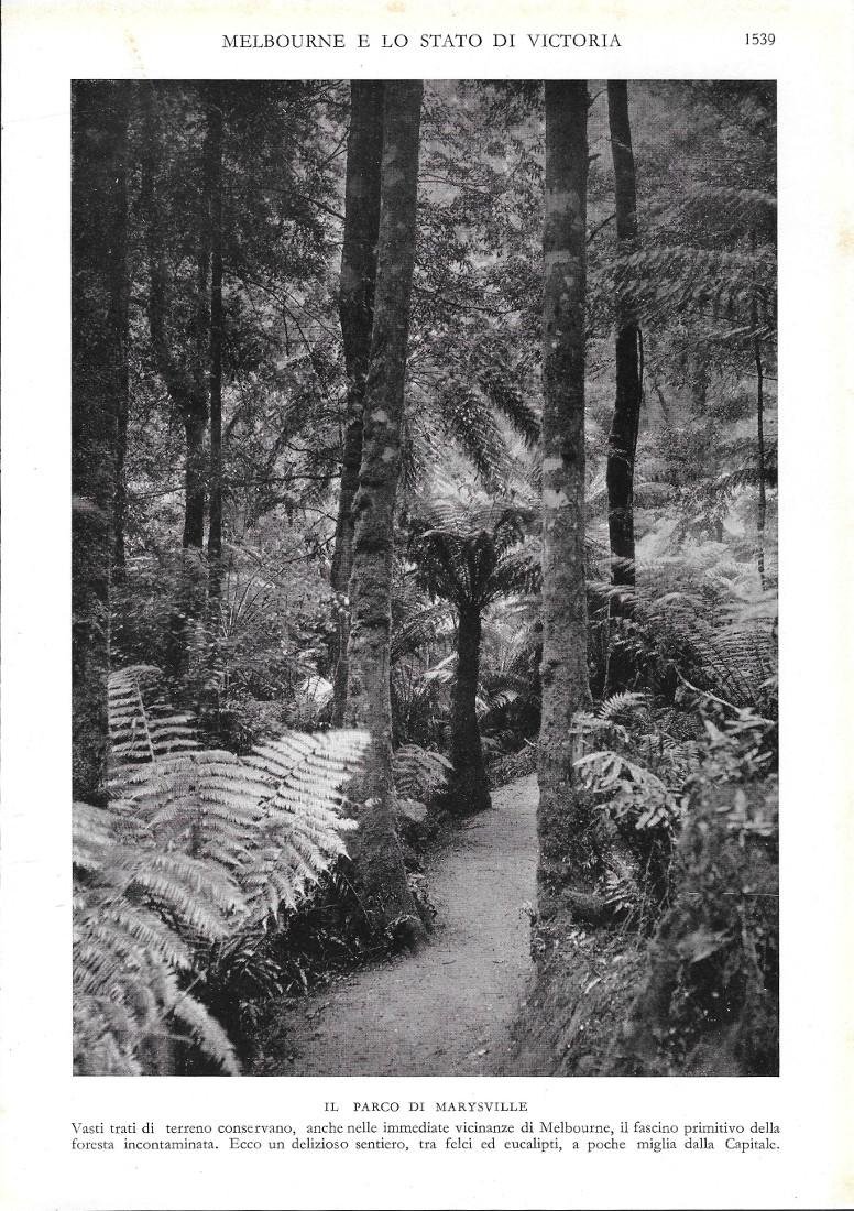 Il Parco di Marysville (Australia). Stampa 1934 | Immagine principale