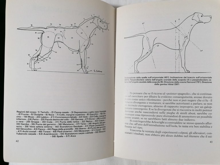 Il Pointer Moderno - Felice Steffenino Libro Cani da Caccia …
