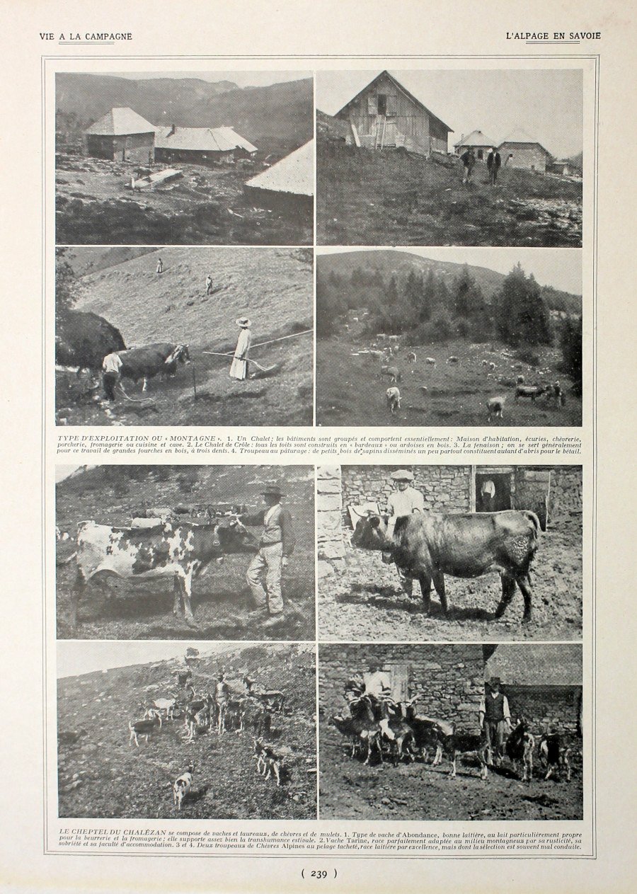 L'alpage en Savoie/Elevage de la fuine. Fronte/retro. Immagine 1927 | Immagine principale