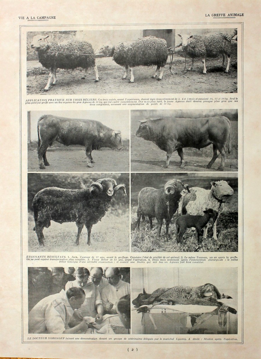 La greffe animale. Immagine 1927 | Immagine principale