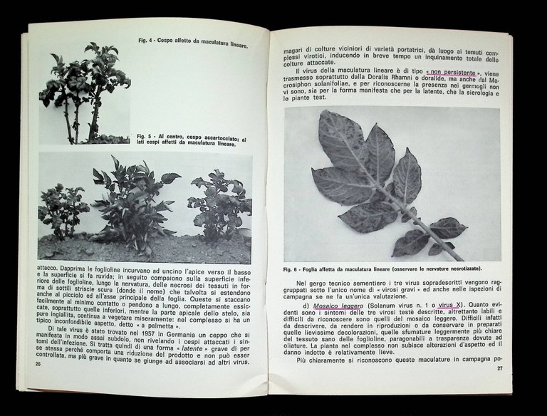 La Patata da Seme Campagna Magazzino Laboratorio Libro Giovanni Biadene