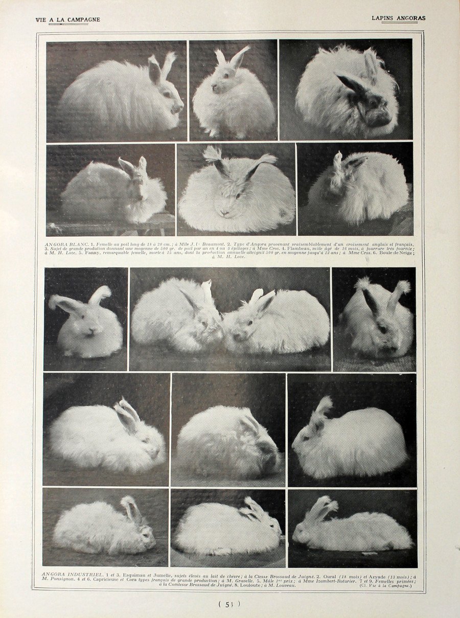Lapins Anagoras/lapins d'amateurs. Fronte/retro. Immagine 1927 | Immagine principale