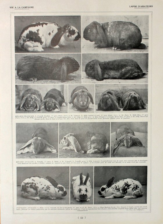 Lapins Anagoras/lapins d'amateurs. Fronte/retro. Immagine 1927 | Immagine Gallery 2