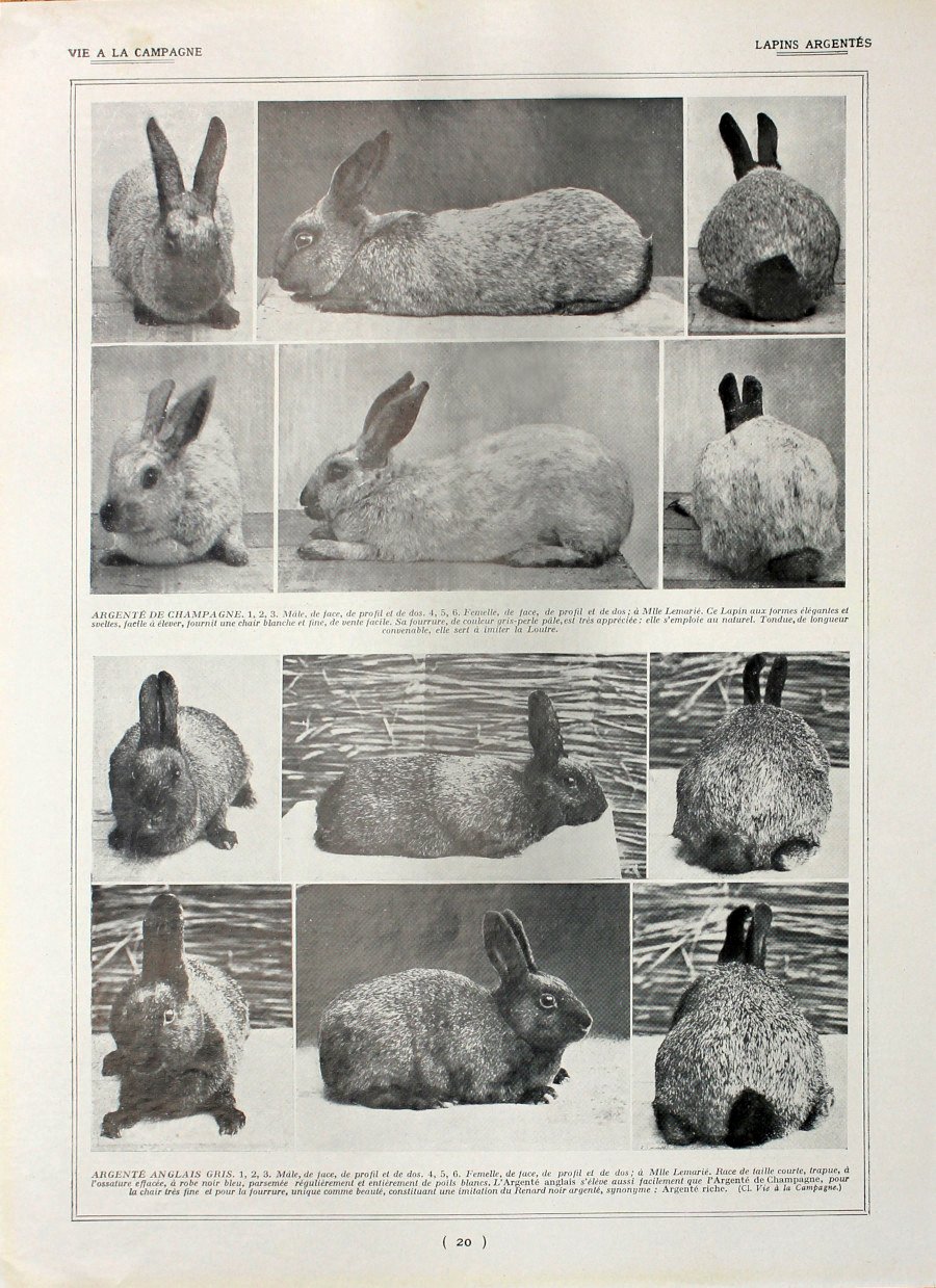 Lapins argentes/Lapins havanes. Fronte/retro. Immagine 1927 | Immagine principale