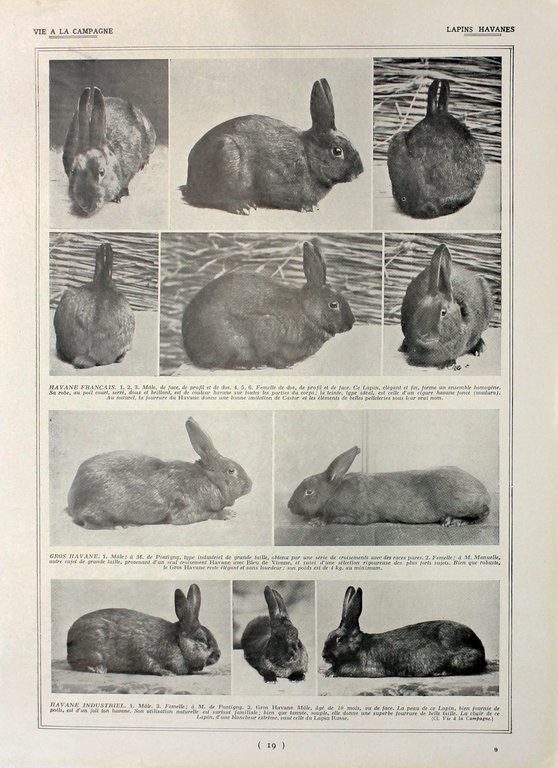 Lapins argentes/Lapins havanes. Fronte/retro. Immagine 1927 | Immagine Gallery 2