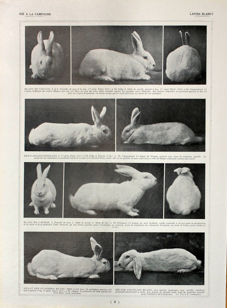 Lapins blancs. Fronte/retro. Immagine 1927 | Immagine principale